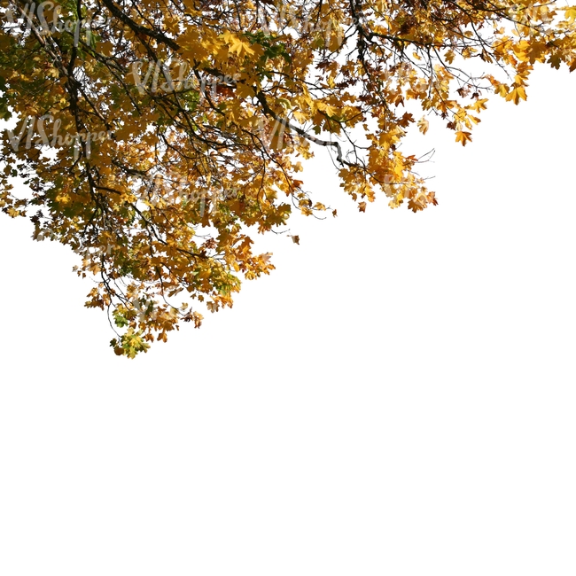 cut out maple branch with yellow leaves