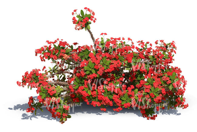 cut out small bush with red blossoms