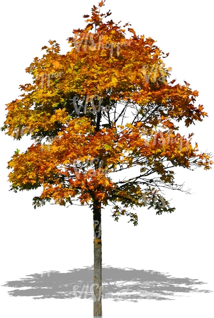 cut out maple with golden leaves