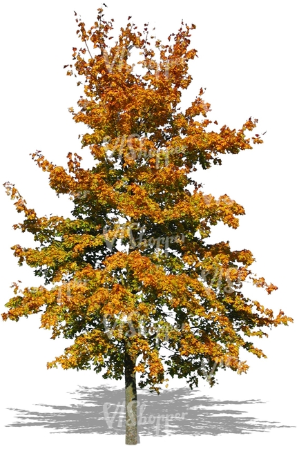 cut out tree in autumn