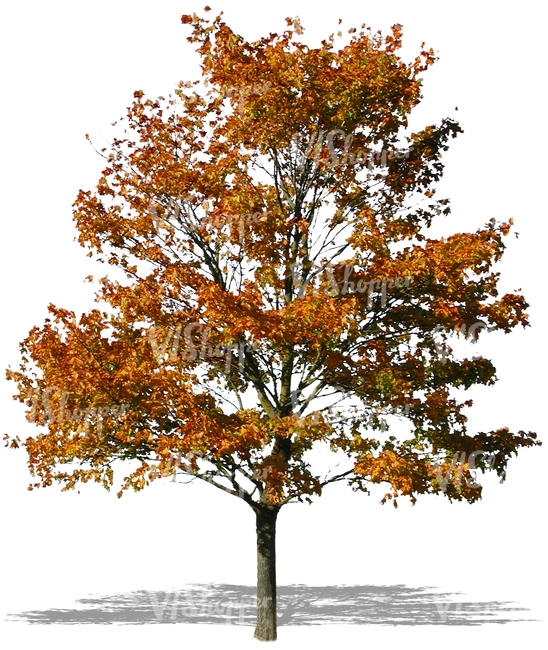 cut out maple tree with yellow autumn leaves