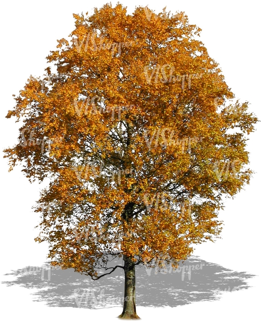 cut out big tree with golden leaves