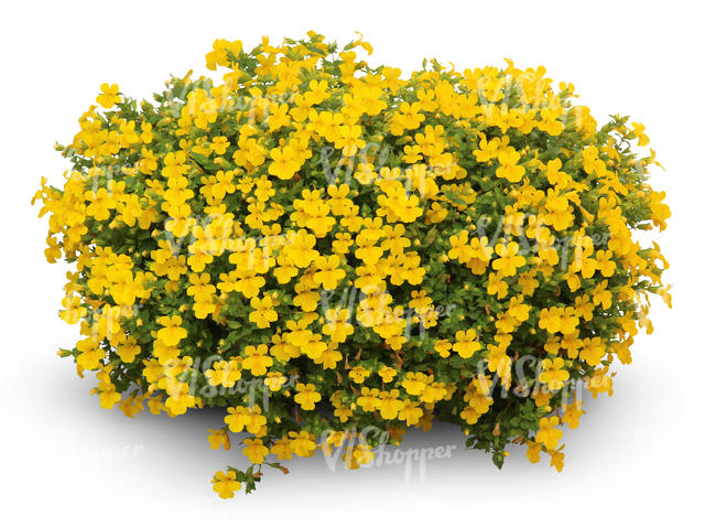 cut out large flower bush with yellow blossoms 