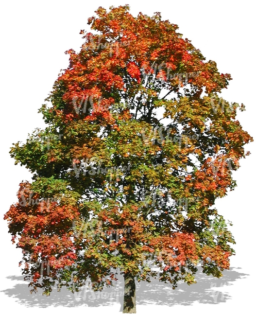 big maple tree with colorful autumn leaves