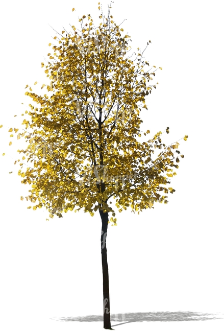 cut out birch with golden leaves