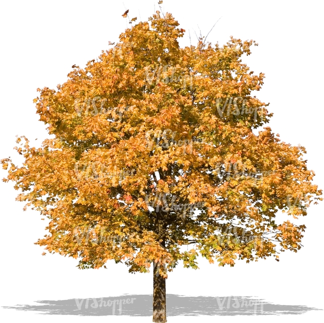 cut out maple with colorful leaves