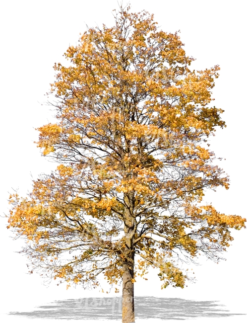 cut out tree with yellow autumn leaves