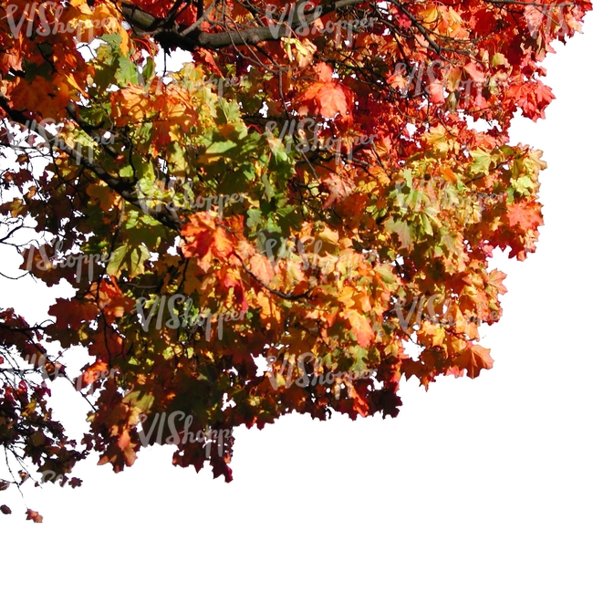 cut out maple branch in autumn