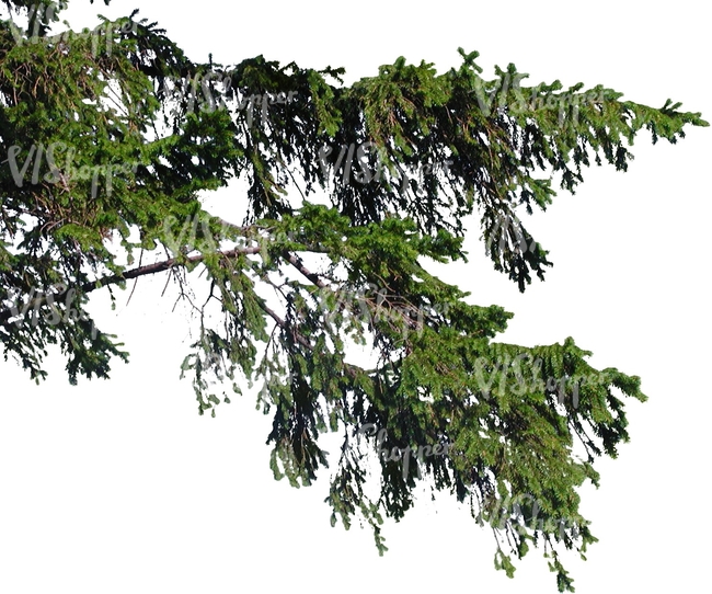 cut out spruce branch