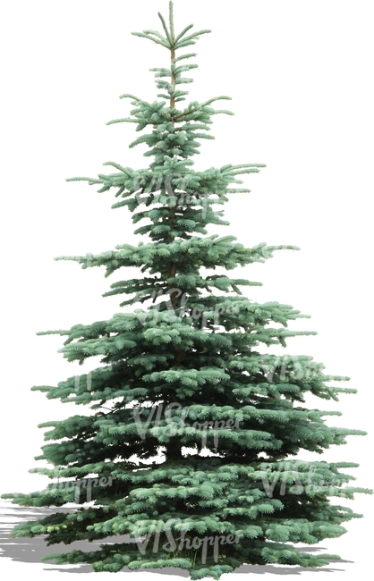 cut out silver spruce