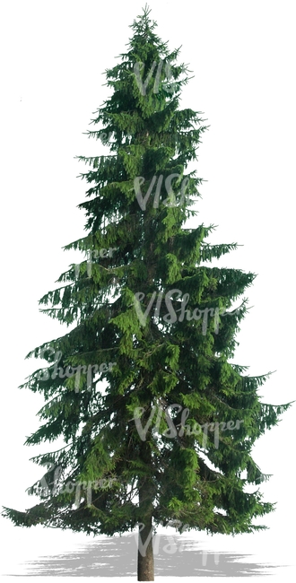 cut out spruce