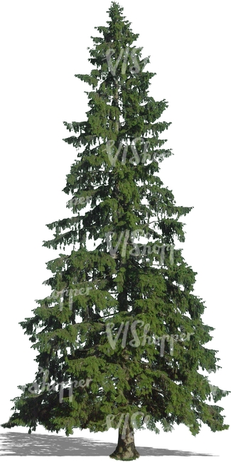 cut out tall fir tree