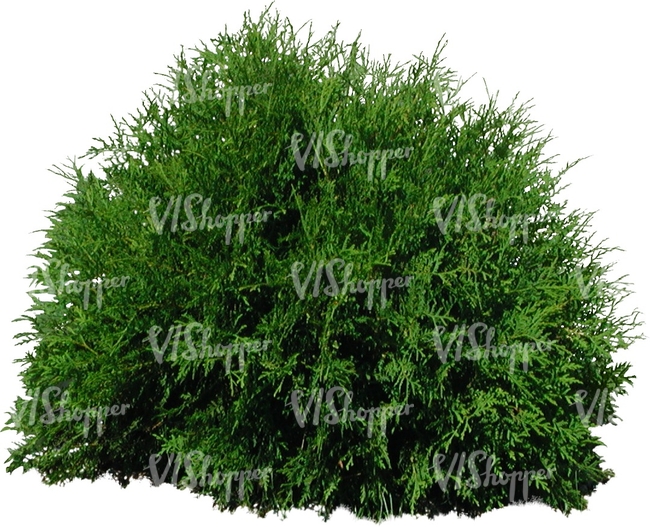 cut out small round thuja