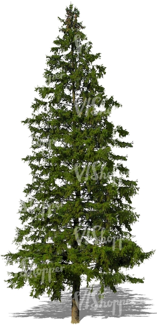 cut out big spruce tree