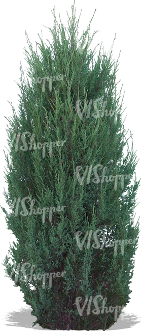 cut out medium thuja