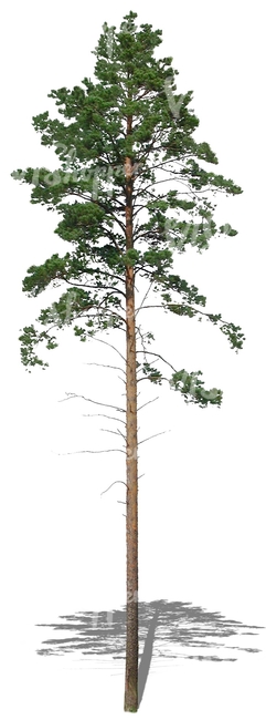 cut out tall and thin pine tree