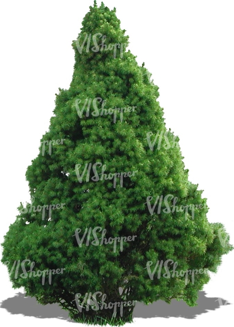 cut out small evergreen tree
