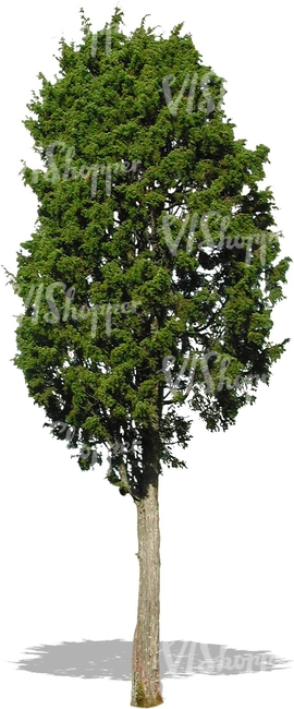 cut out tall juniper tree