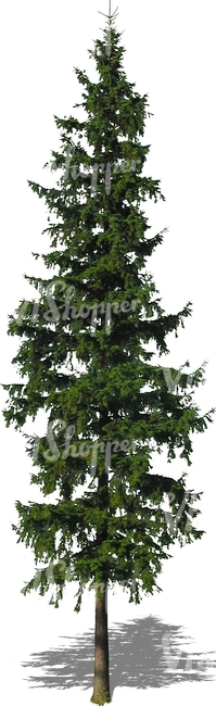 cut out tall spruce