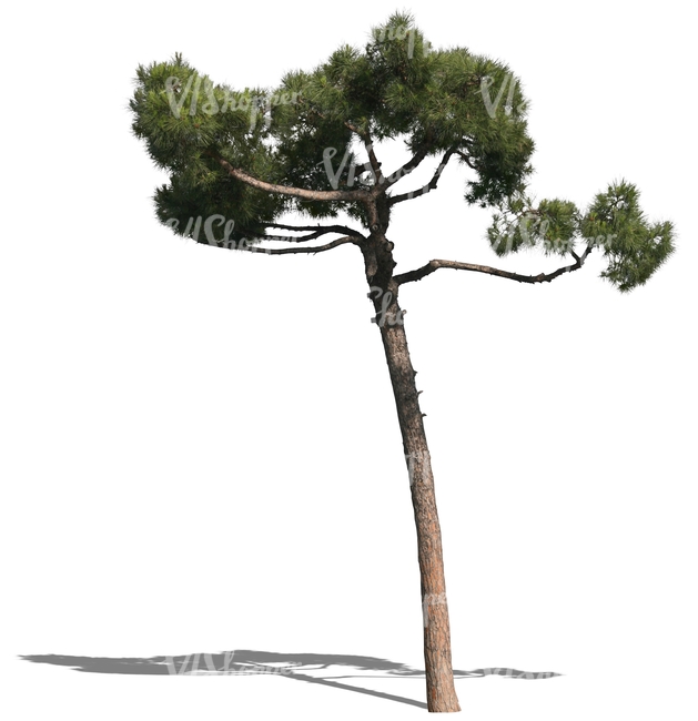 cut out small pine