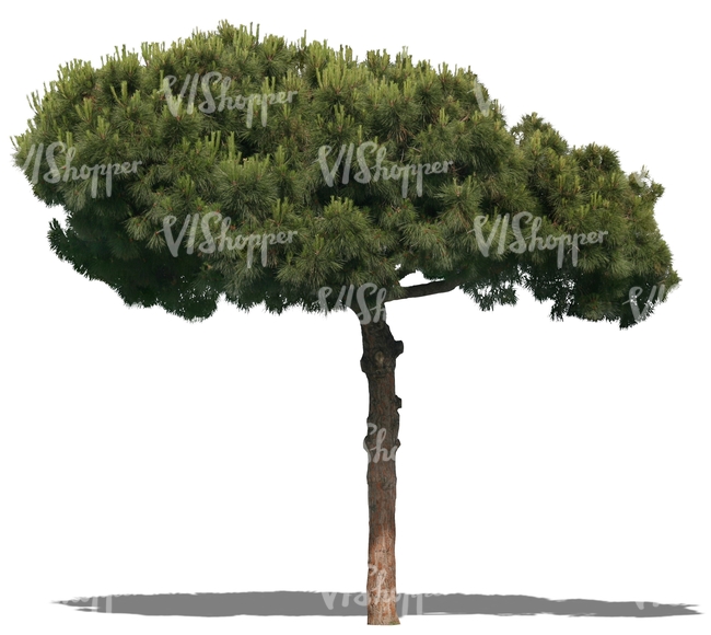 cut out conifer