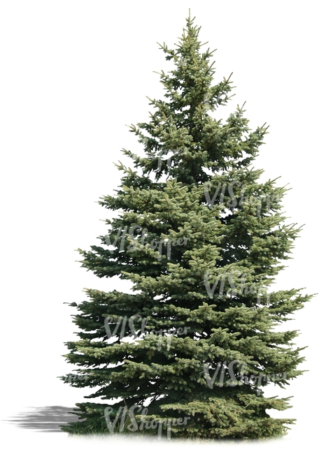 cut out medium fir