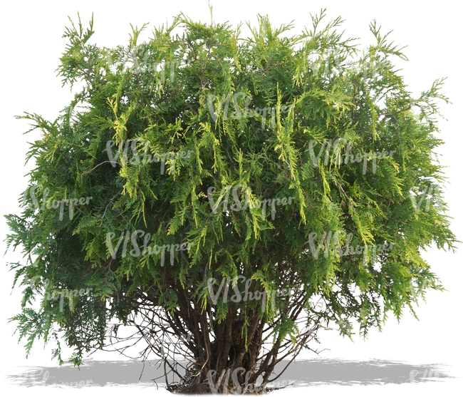 cut out small thuja