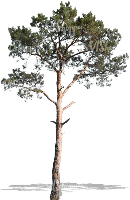 cut out medium pine tree