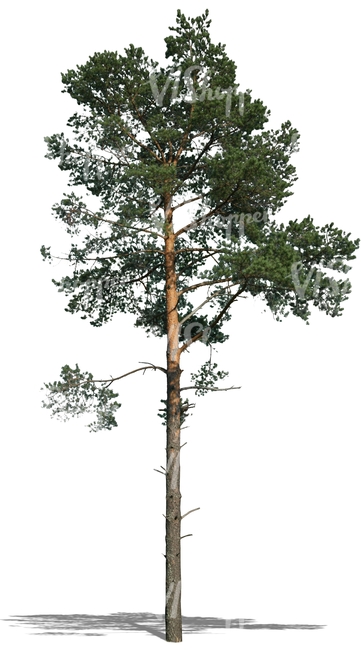 cut out big thin pine