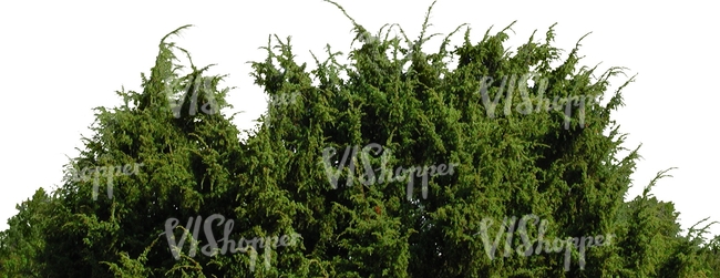 cut out branch of juniper