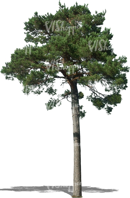 cut out tall pine tree
