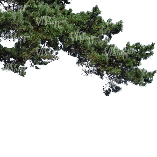 cut out thick pine branch