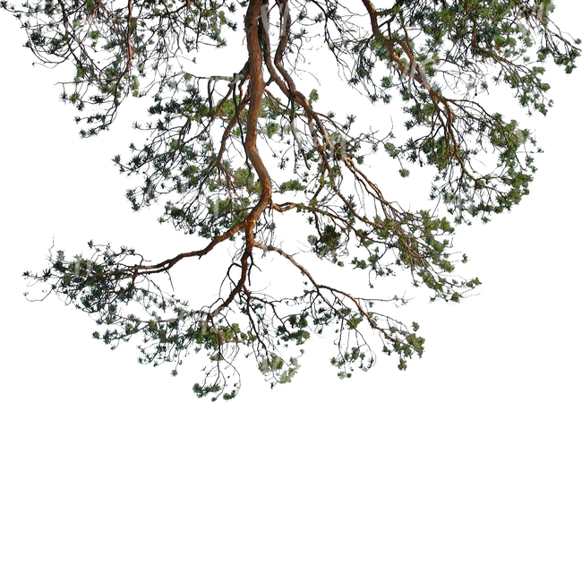 cut out pine branch