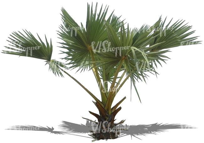 cut out small palm