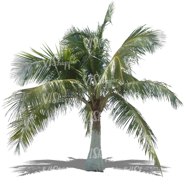 free cut out palm tree