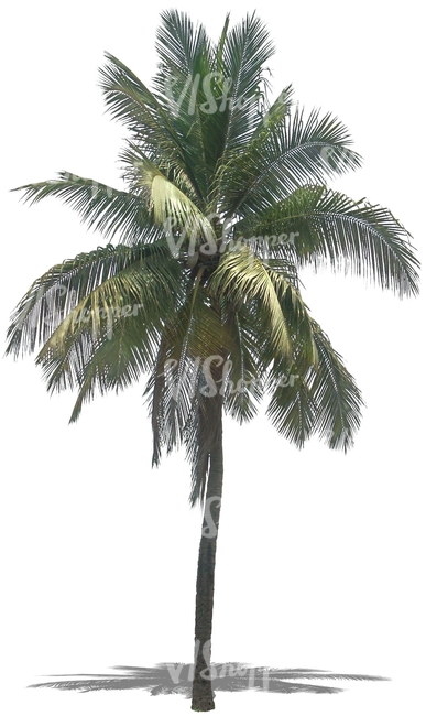 cut out palm tree with big leaves
