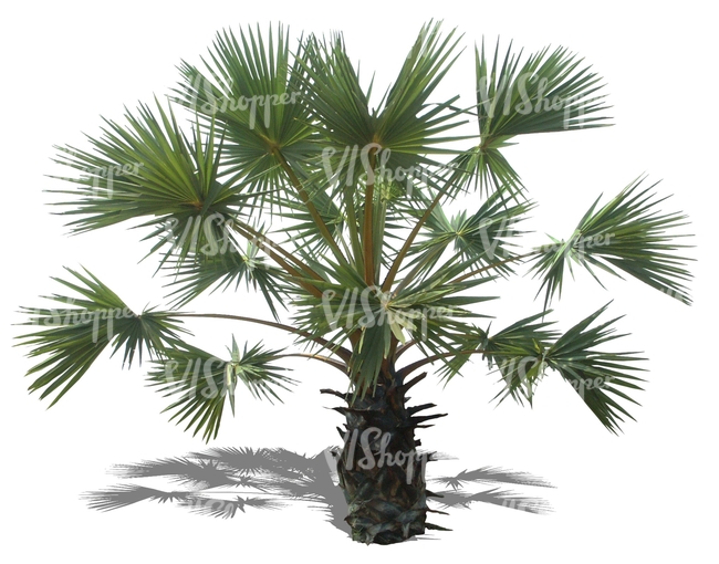 cut out medium palm tree