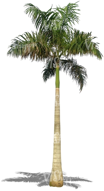 cut out tall palm tree