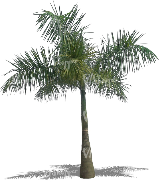 cut out medium heigh palm tree