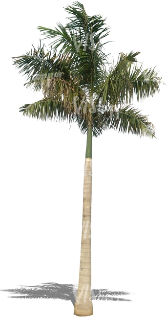 cut out big palm