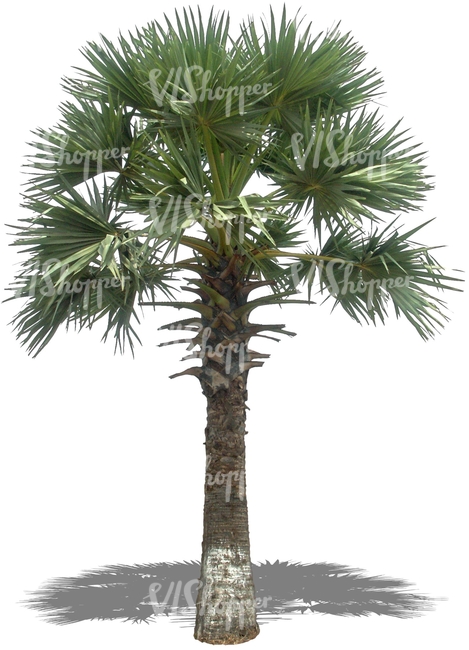 cut out big palm tree