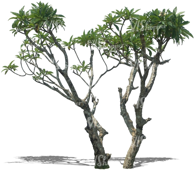 two cut out tropical trees