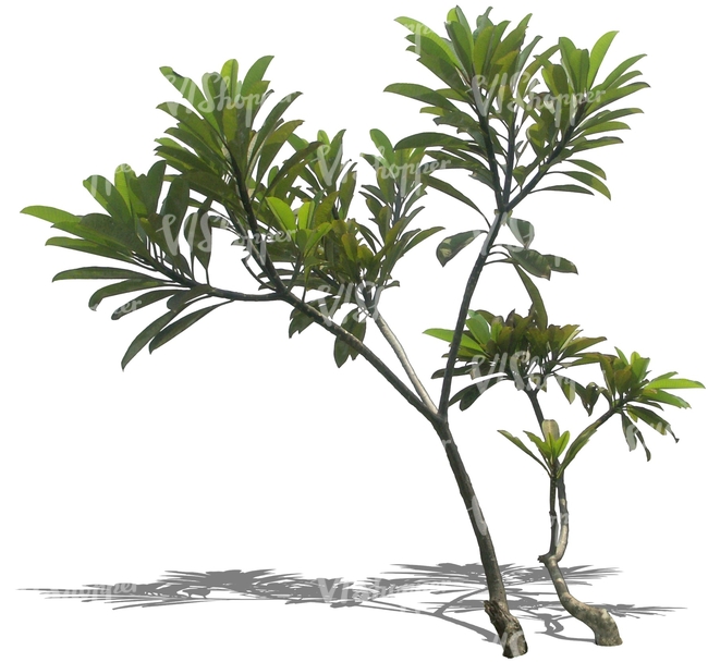 cut out thin tropical tree