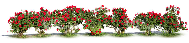 cut out rose bush hedge