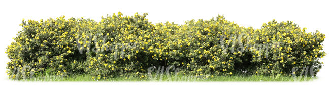 cut out row of tundra roses