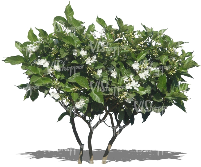 cut out tropical bush with white blossoms
