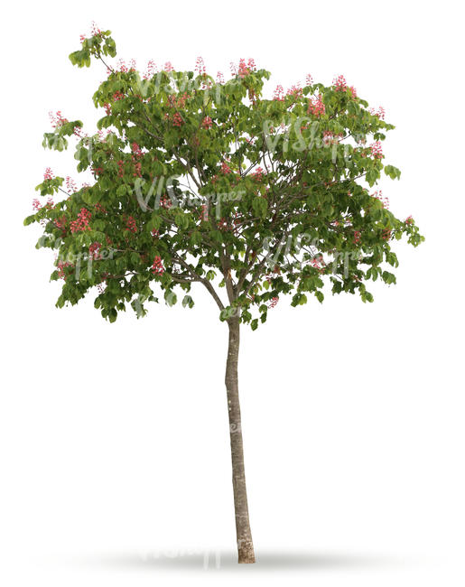 cut out small tree with pink blossoms