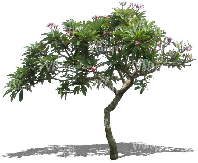 cut out tropical tree with pink blossoms