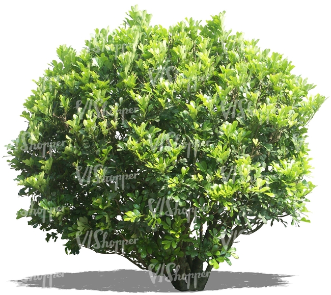 cut out big round bush