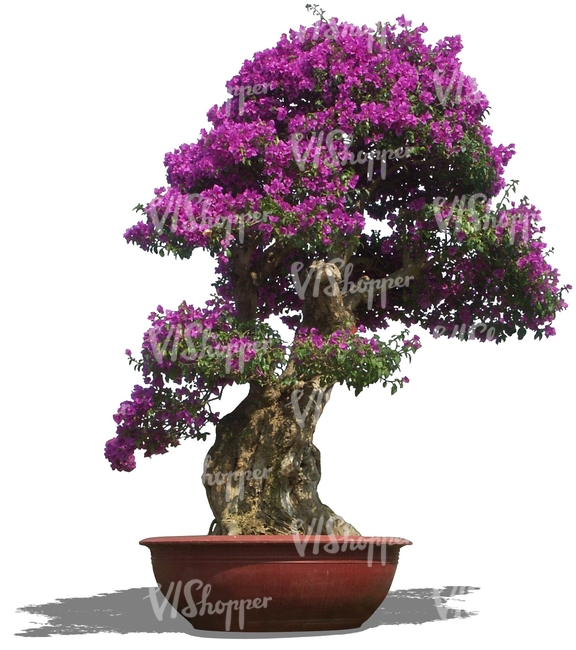 cut out blooming bonzai tree in a pot